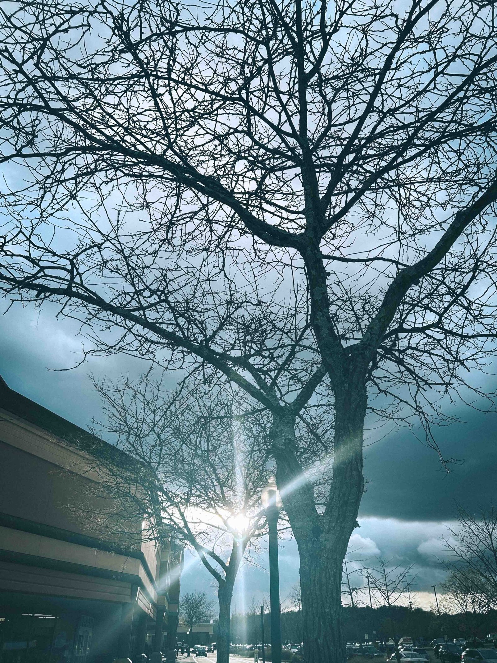 Sunlight breaking through bare branches in a suburban shopping center parking lot, symbolizing hope during the winter holiday season.