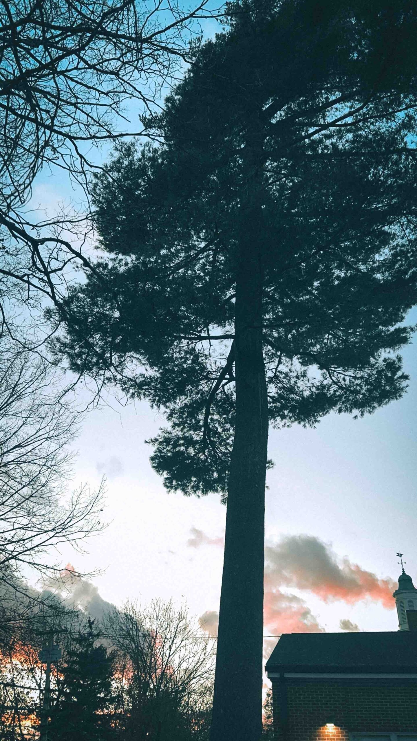 Tall pine tree silhouetted against a winter sunset sky in Hudson Valley, New York, with soft pink clouds and bare branches framing the scene.