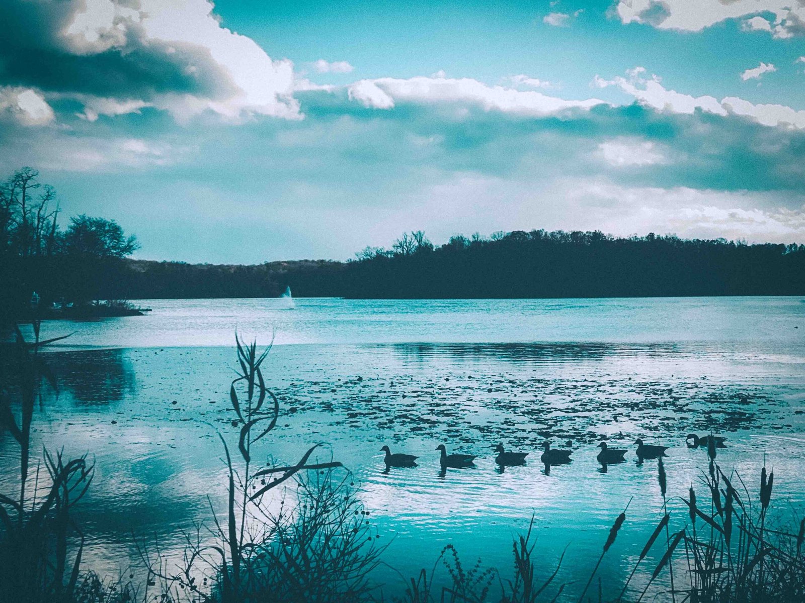 Hudson Valley lake at dusk with ducks swimming under a dramatic winter sky, capturing stillness and seasonal reflection.